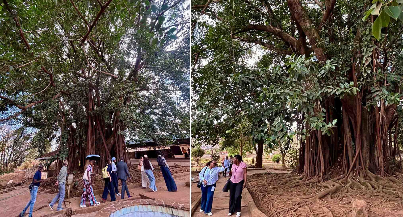 TheMuseumsLab Module 3 participants beside a giant ficus at the Rwanda Art Museum Kigali | Photo by Yevheniia Moliar