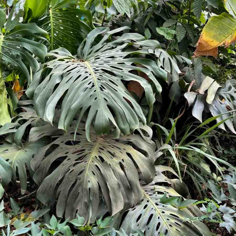 A monstera at the Kigali Genocide Memorial | Photo by Yevheniia Moliar