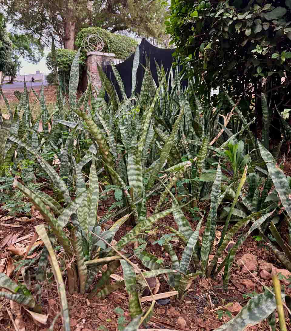 A snake plant growing on a street in Kigali | Photo by Yevheniia Moliar