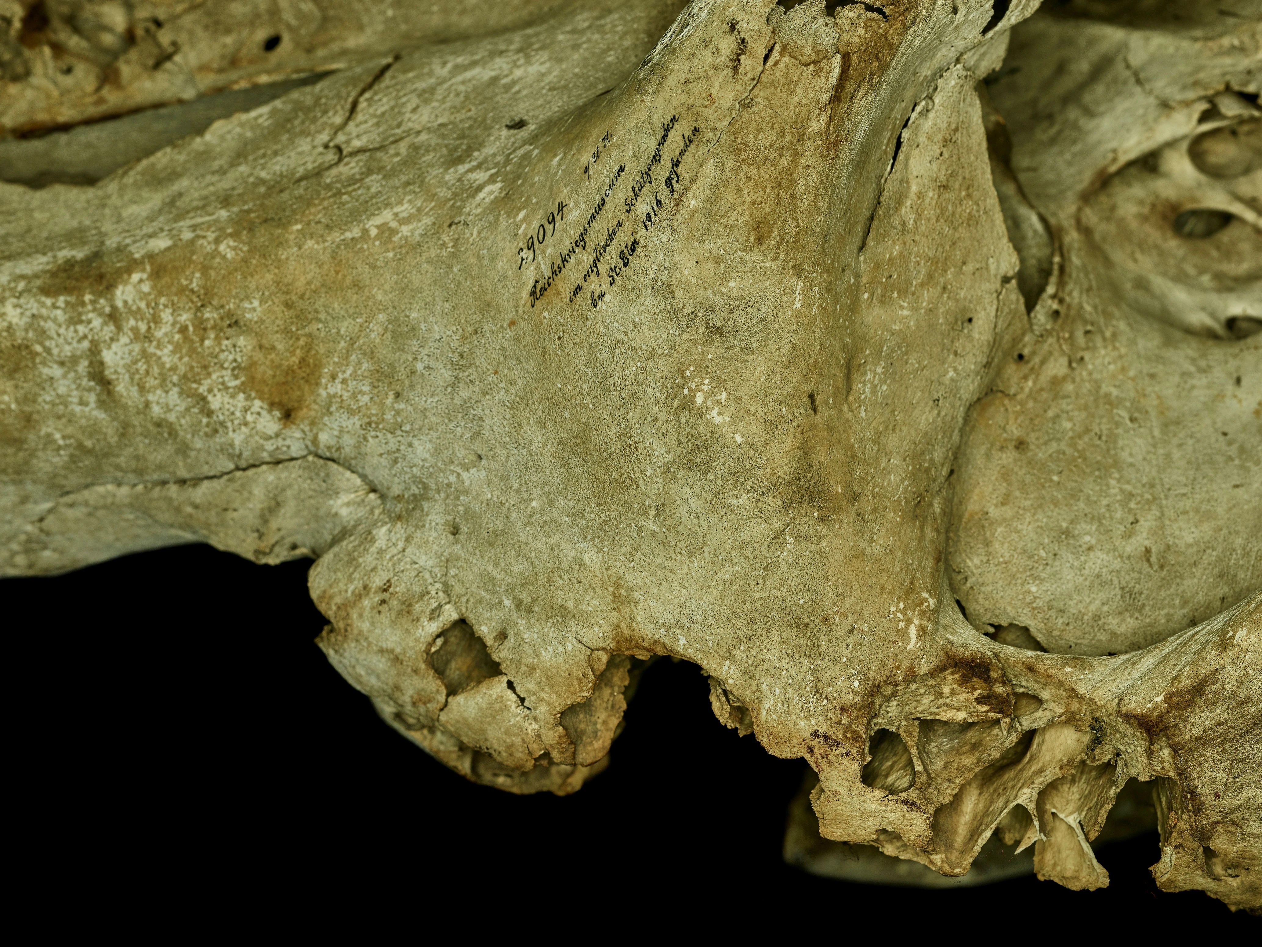 Artistic close-up of the elephant skull